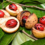 Heirloom Sri Lanka Nut Tree seeds for sustainable gardening