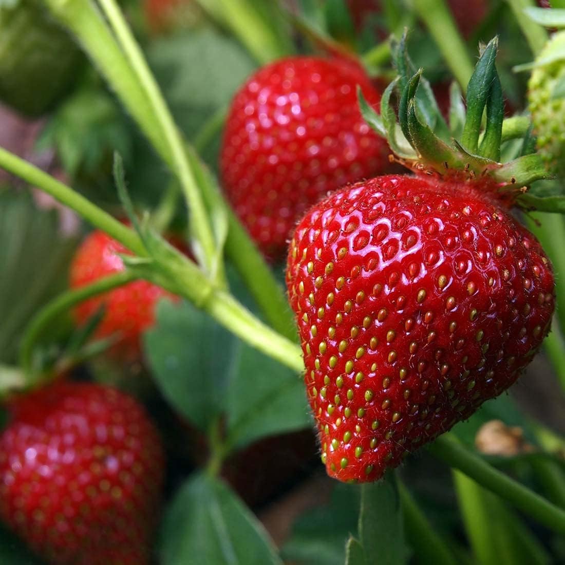 Heirloom strawberry seeds for home gardening