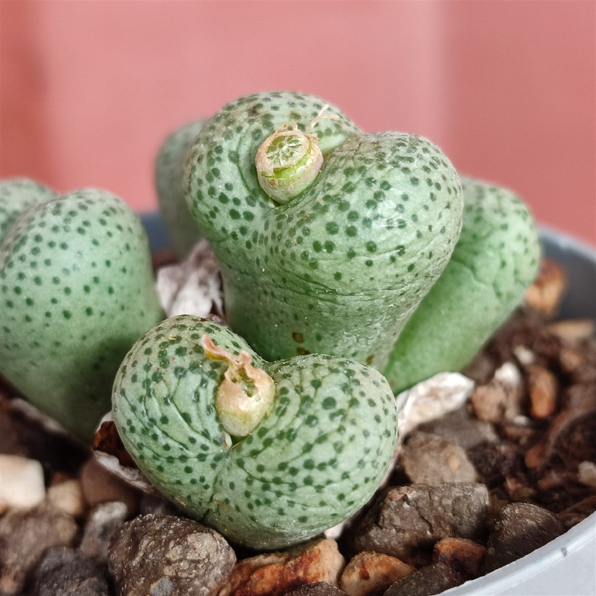 Heirloom succulent seeds for indoor growing