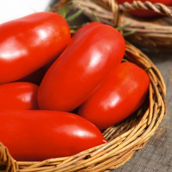 Heirloom Tomato Solanum lycopersicum vegetable seeds for planting in kitchen garden beds - Dharaseeds