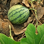 Heirloom violet watermelon seeds with natural violet spots