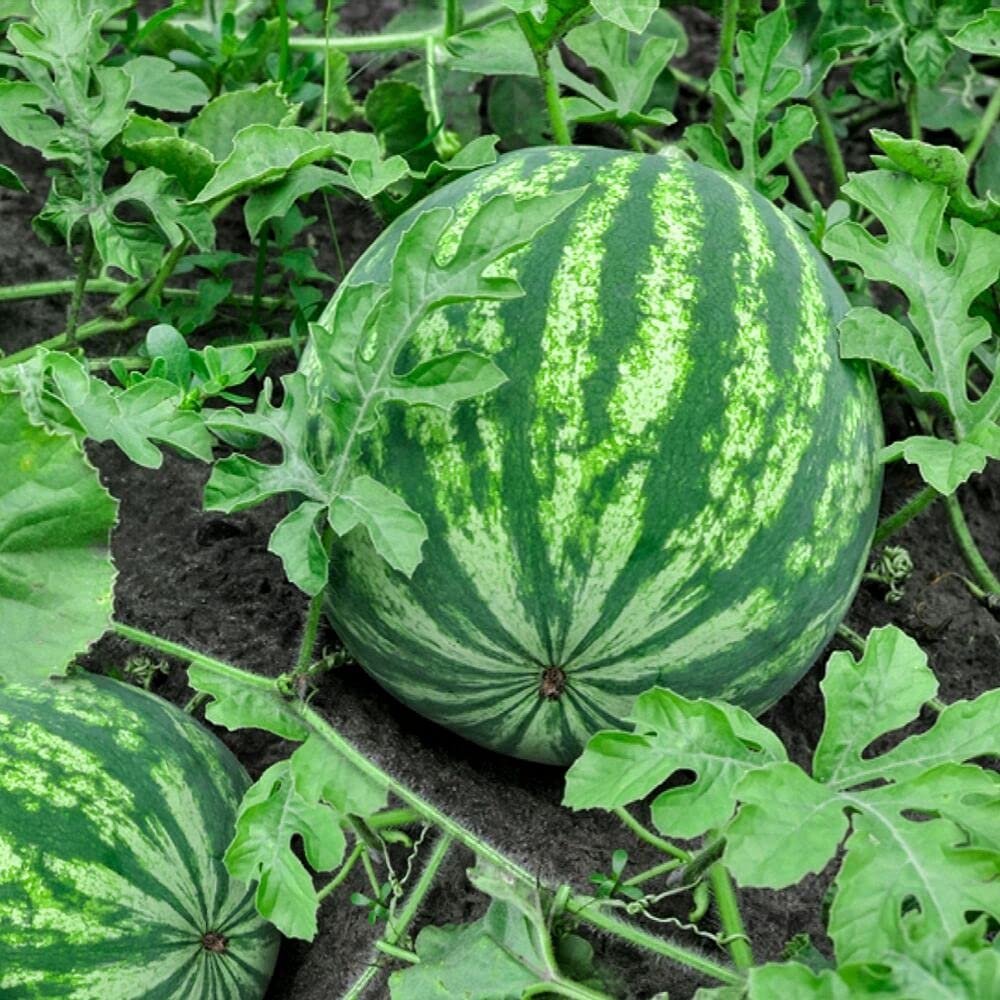 Heirloom watermelon seeds ideal for garden planting rows