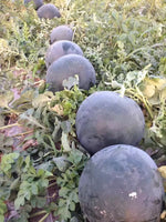 Heirloom non GMO watermelon seeds for outdoor cultivation