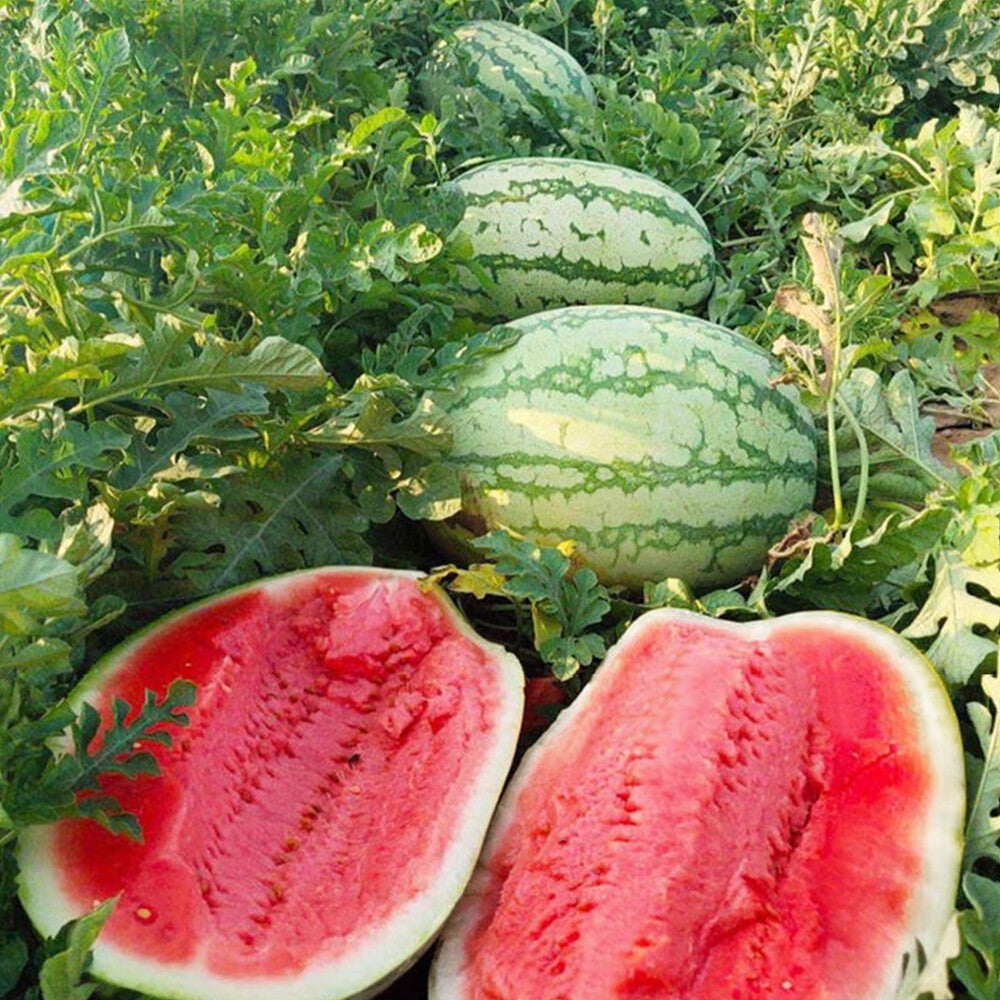 Heirloom non GMO watermelon seeds for organic gardening
