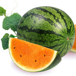 Heirloom watermelon seeds orange variety ideal for garden growing