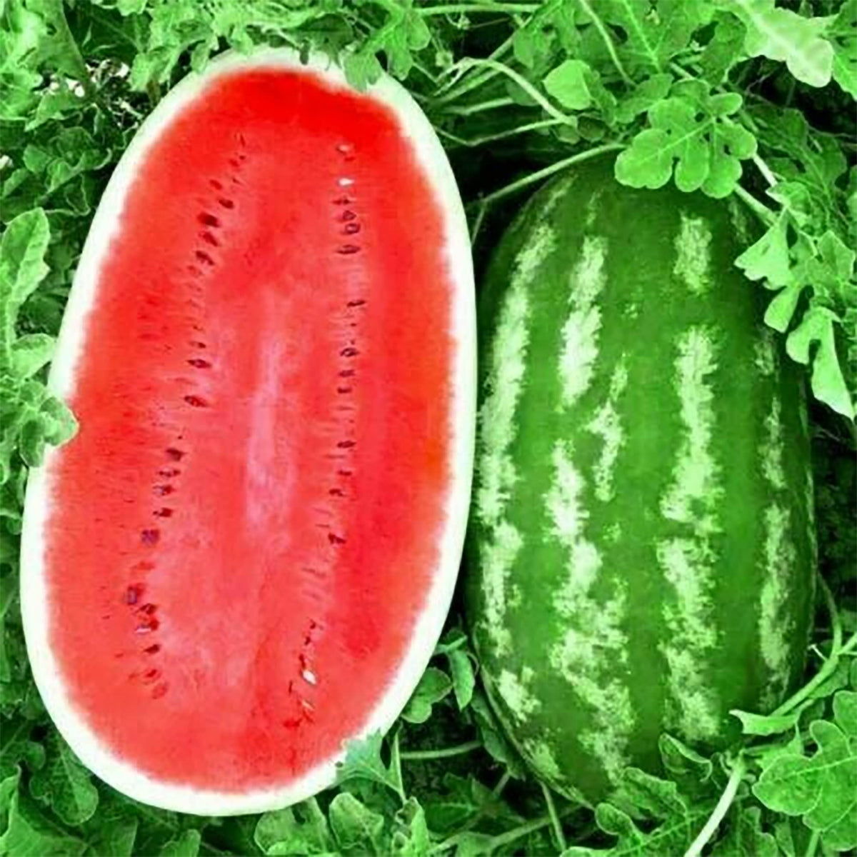 heirloom watermelon seeds with vigorous growth for backyard gardening