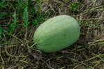 Heirloom watermelon seeds for outdoor cultivation