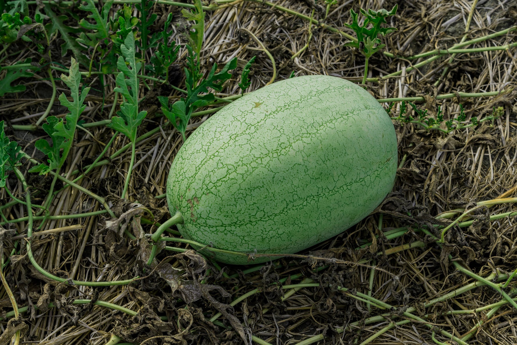 Heirloom watermelon seeds for outdoor cultivation