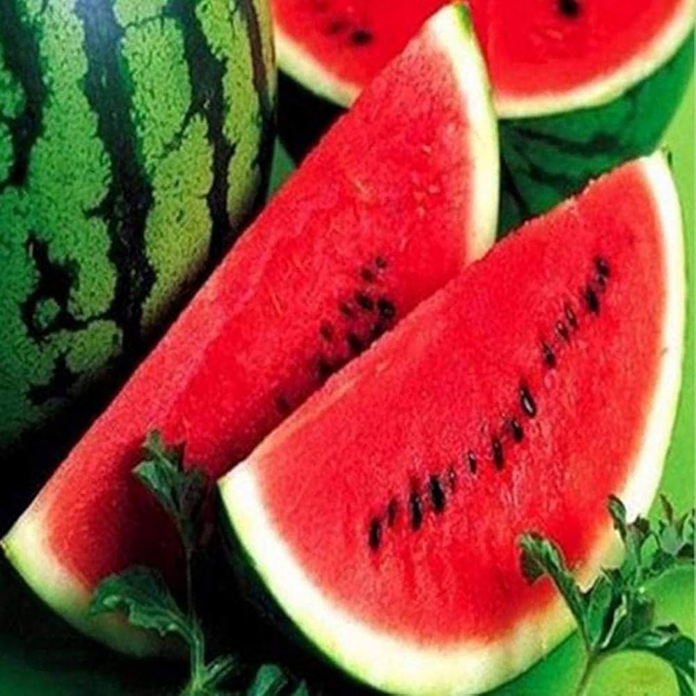 Heirloom watermelon seeds high germination organic variety