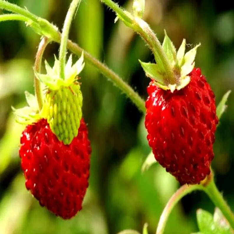 Heirloom Wild Strawberry seeds for container gardening