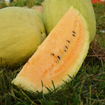 Heirloom yellow watermelon seeds non gmo variety