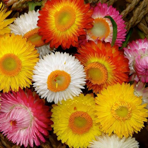 Helichrysum Paper Flower Open Pollinated heirloom non-gmo organic garden seeds