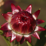 Helichrysum (Helichrysum scientific name) for planting in garden