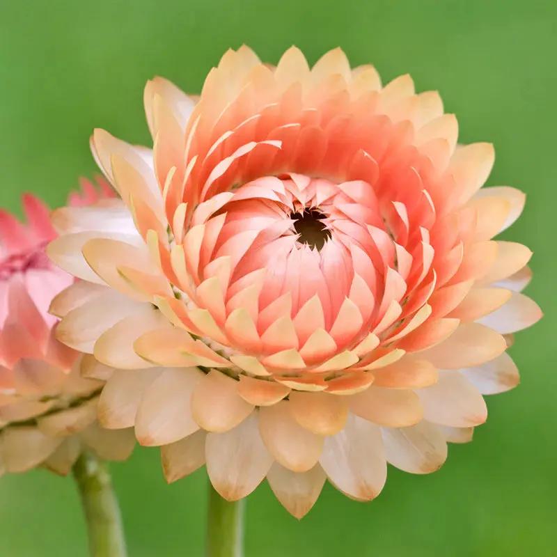 Helichrysum 'Salmon Rose' Flower Seeds for Planting - Heirloom and Non-GMO Garden Seeds Dhara Seeds