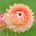 Helichrysum 'Salmon Rose' Flower Seeds for Planting - Heirloom and Non-GMO Garden Seeds seeds for planting in home garden