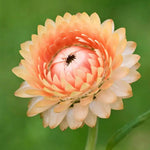 Helichrysum 'Salmon Rose' Flower Seeds for Planting - Heirloom and Non-GMO Garden Seeds Dhara Seeds