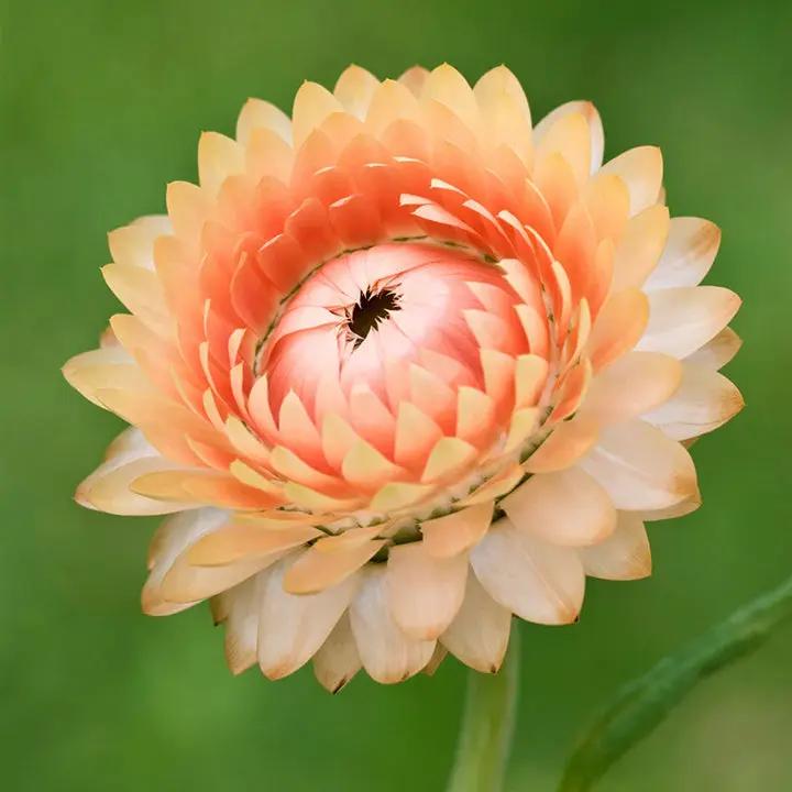 Helichrysum 'Salmon Rose' Flower Seeds for Planting - Heirloom and Non-GMO Garden Seeds Dhara Seeds