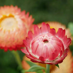 Helichrysum 'Salmon Rose' Flower Seeds for Planting - Heirloom and Non-GMO Garden Seeds Dhara Seeds