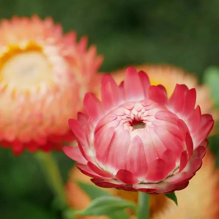Helichrysum 'Salmon Rose' Flower Seeds for Planting - Heirloom and Non-GMO Garden Seeds Dhara Seeds