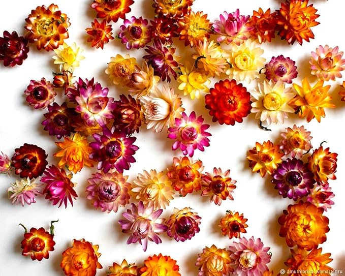 Helichrysum Strawflower Karmesinrot Seeds – Deep Crimson Blooms for Dried Flower Crafts - Dharaseeds