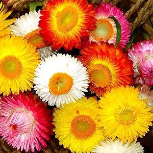 Helichrysum Strawflower Karmesinrot Seeds – Deep Crimson Blooms for Dried Flower Crafts - Dharaseeds