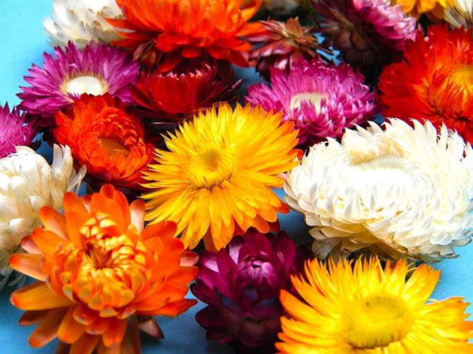 Helichrysum Strawflower Karmesinrot Seeds – Deep Crimson Blooms for Dried Flower Crafts - Dharaseeds