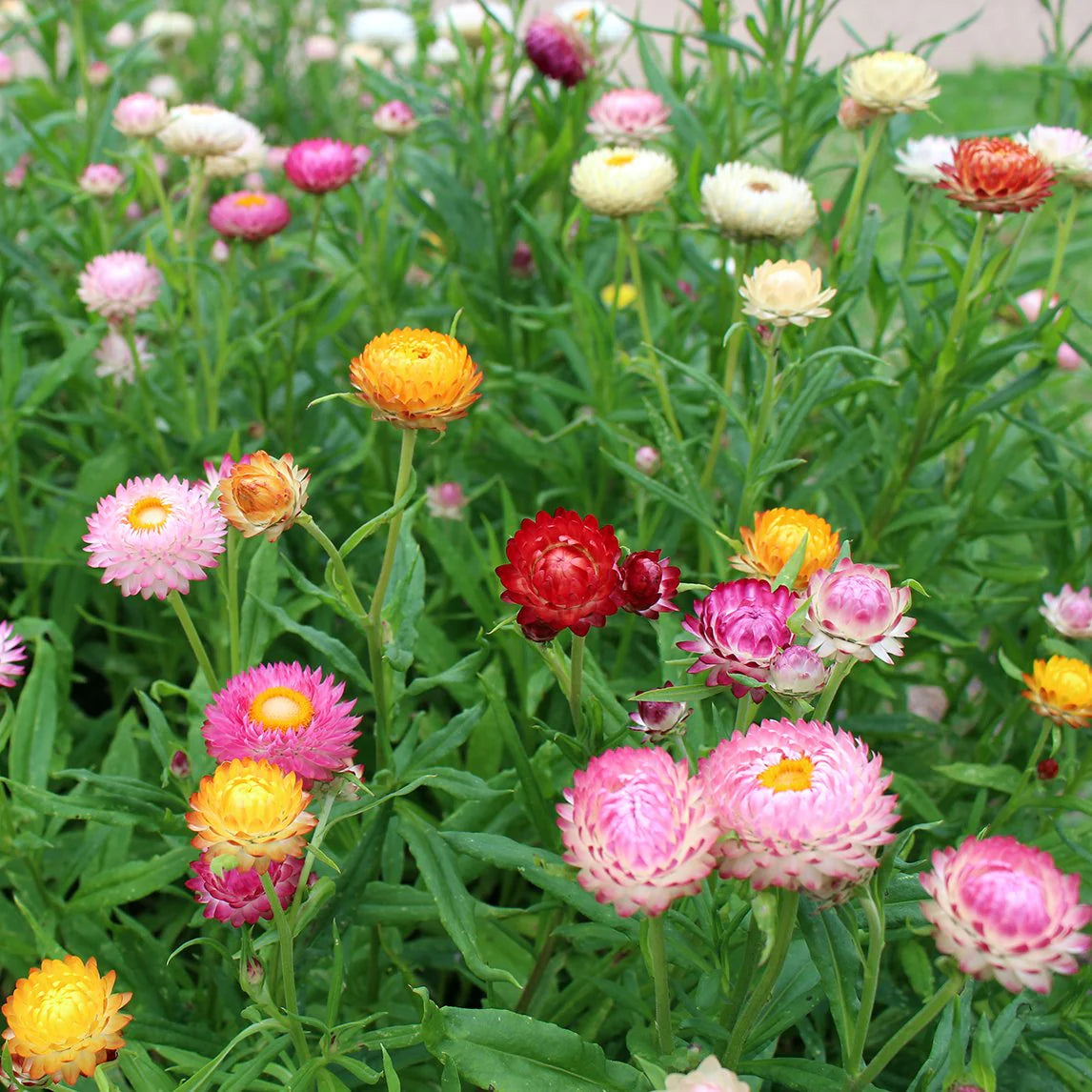 Strawflower (Dwarf) Seeds - Tom Thumb Mix