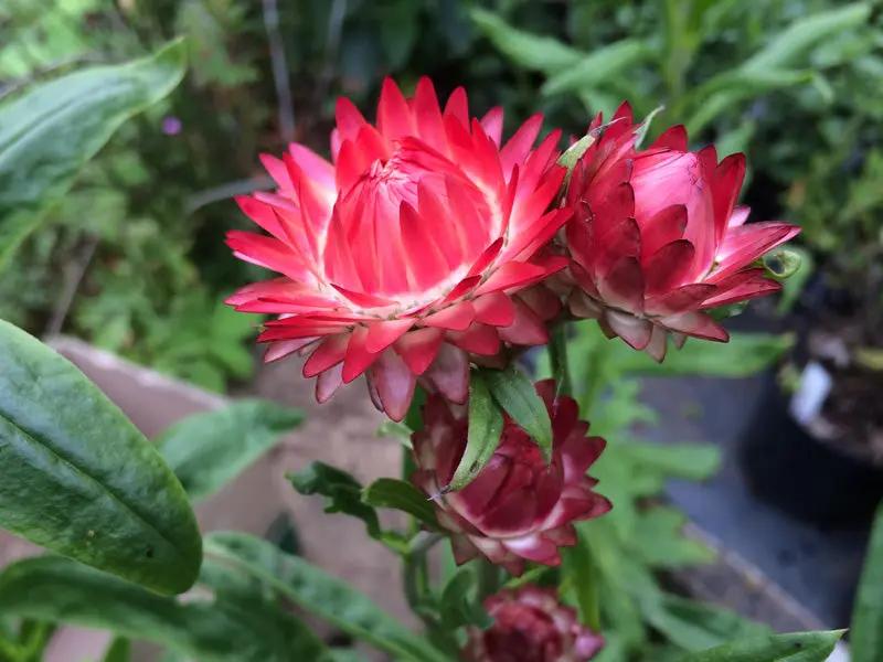 Helichrysum bracteatum 'King Size Salmon Rose' Seeds for Planting – Organic, Heirloom, Non-GMO Dhara Seeds