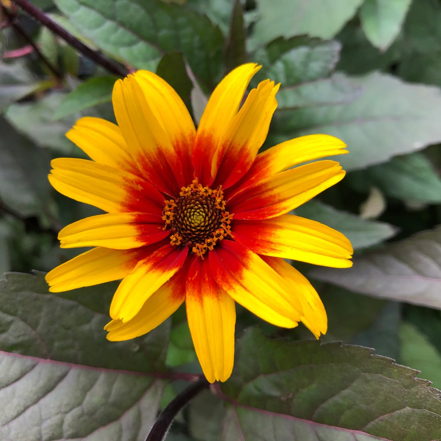 Heliopsis Burning Hearts - Seeds