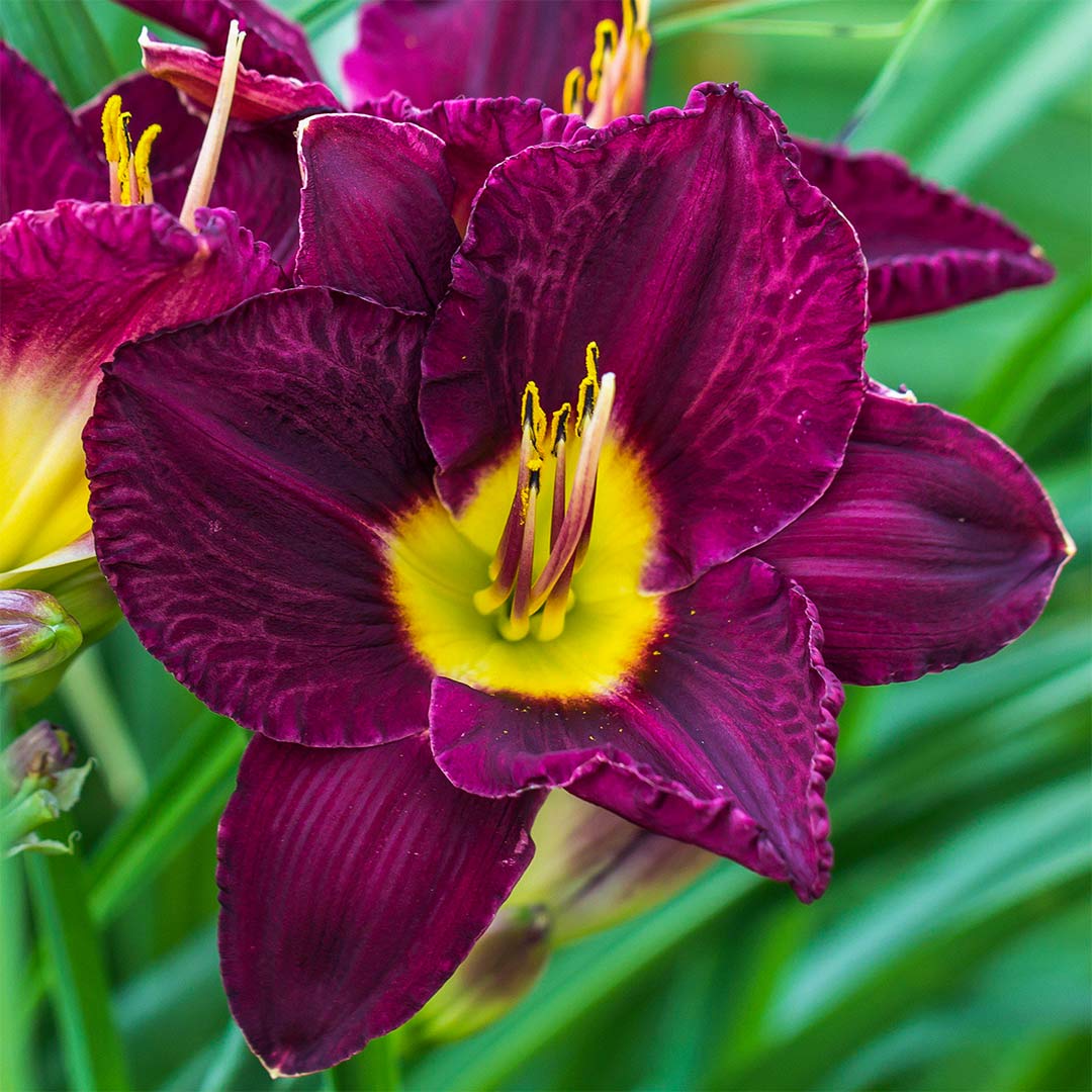 Hemerocallis Bela Lugosi Daylily