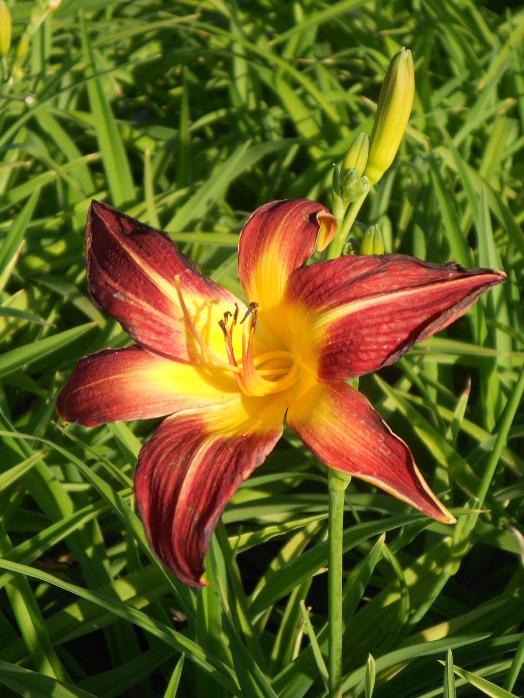 Daylily Hemerocallis hybrida Flowering Seeds For Planting and Gardening