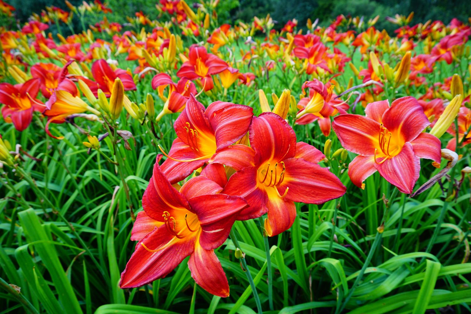 Hemerocallis Daylily Seeds