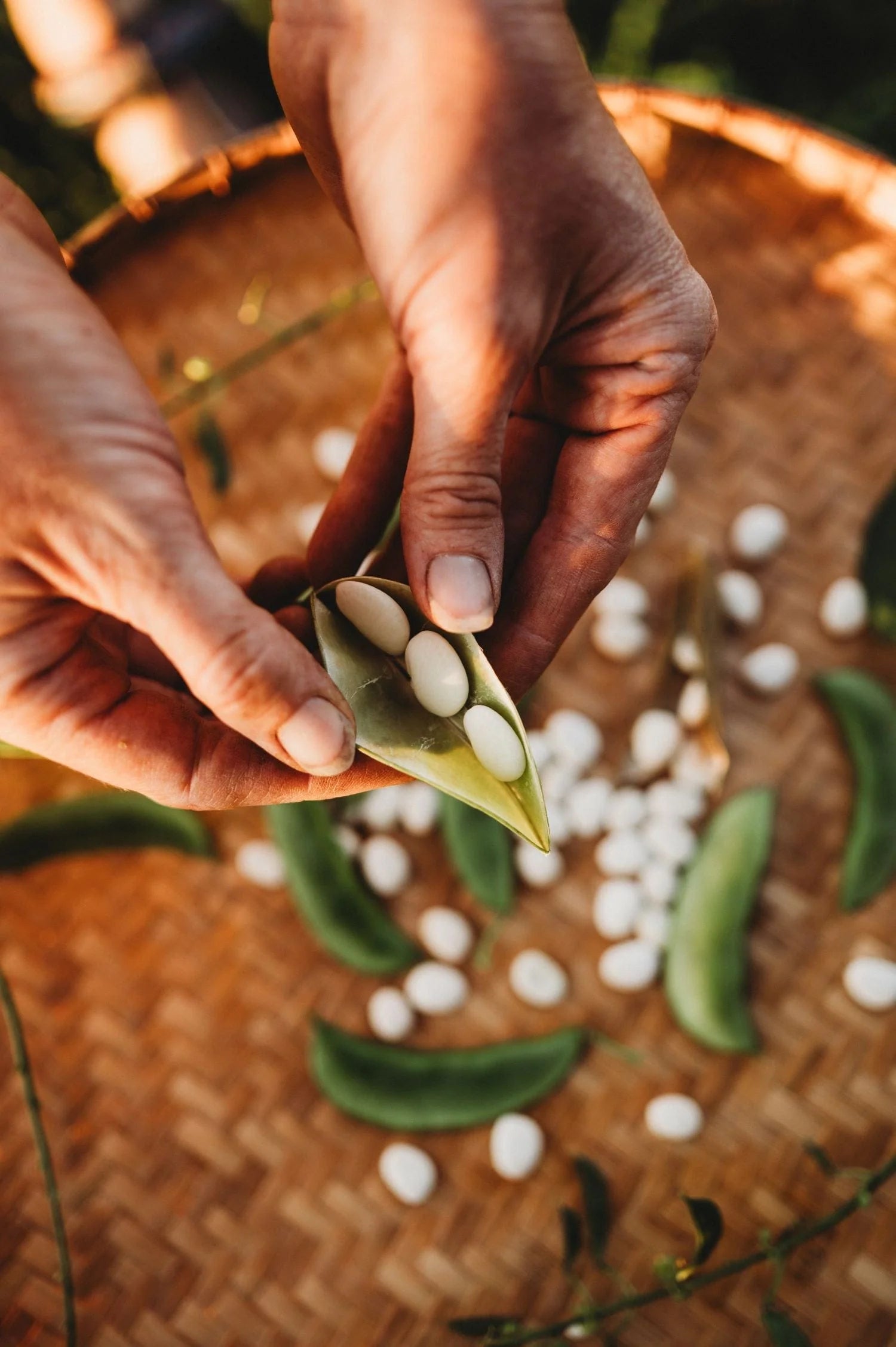 Eastland Lima Bean Seeds | Early High-Yield Bush Lima Beans – Heirloom, Non-GMO, High Germination Organic Garden Seeds