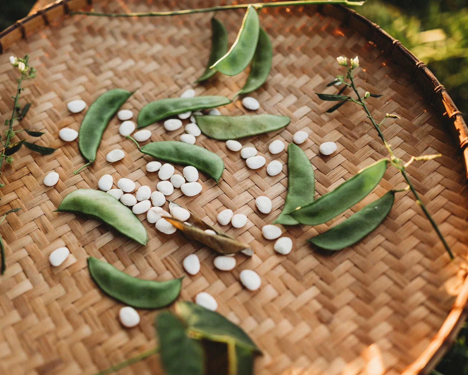 Bean Seeds (Bush Lima) - Henderson