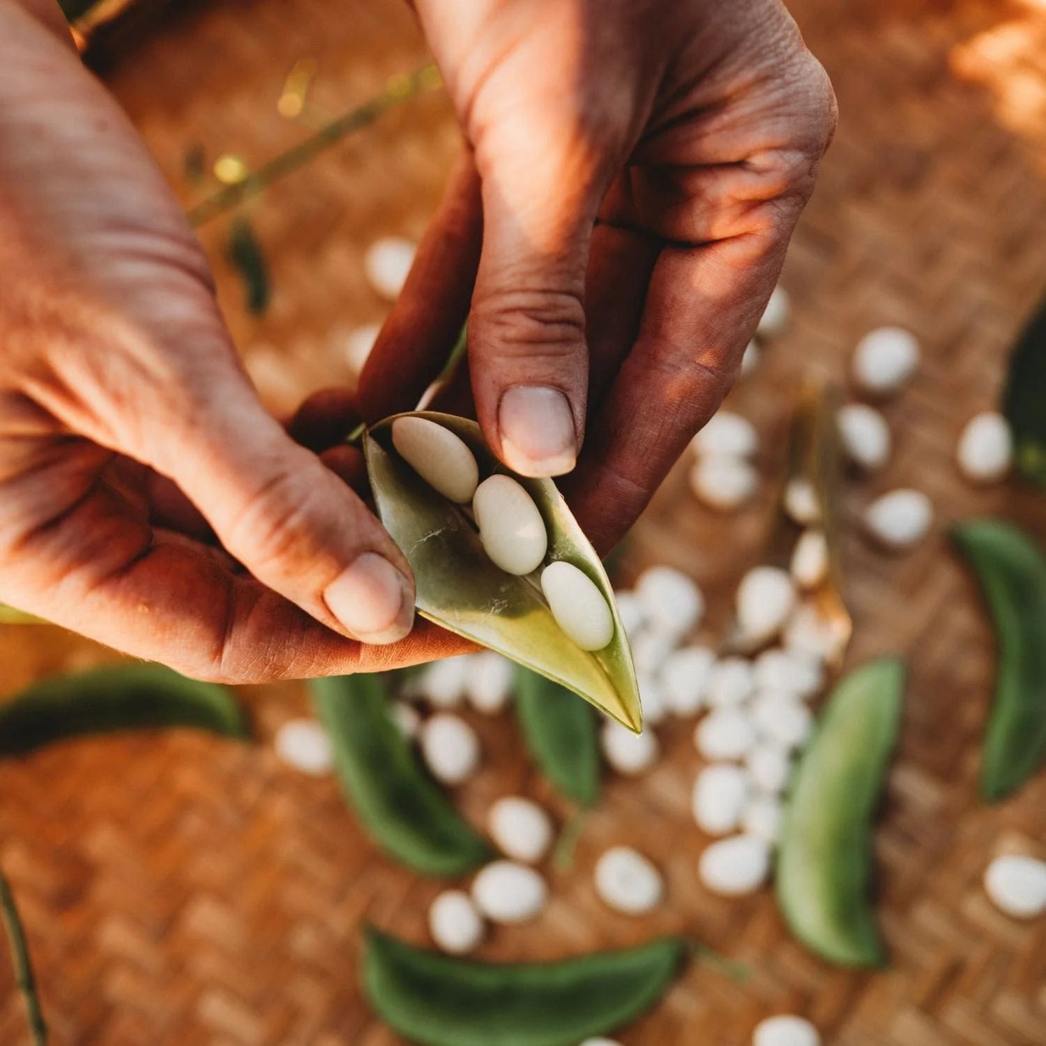 Bean Seeds (Bush Lima) - Henderson