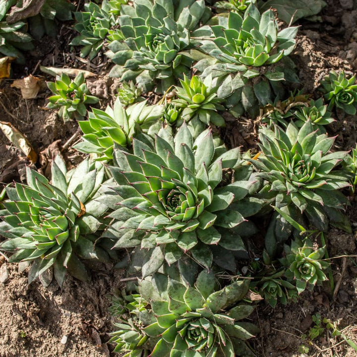 Hens and Chicks Plant Seeds for Planting - 100