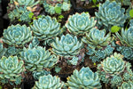 Hens and Chicks Plant Seeds for Planting - 100 Pcs - Dharaseeds