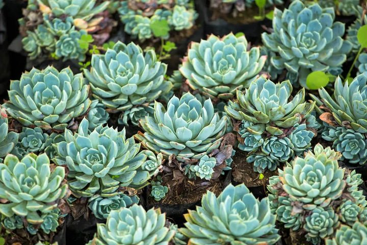 100 succulent seeds Plant Seeds – Hens and Chicks Succulent Seeds for Garden, Containers &  Rockeries – Dharaseeds