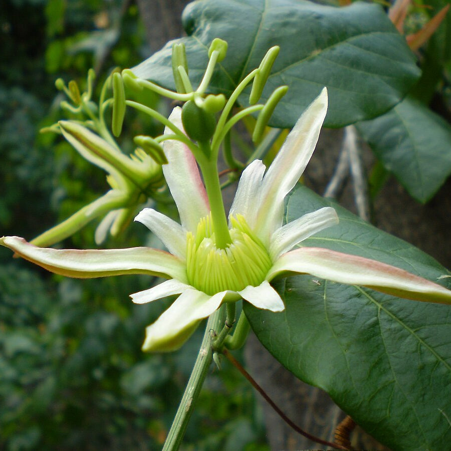 Herbertian rare and exotic plant seeds for unique garden growing