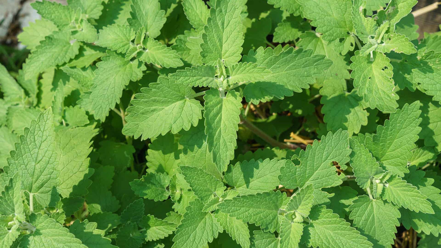 Green Catnip Plant Seeds for Planting-Pet-Friendly and Aromatic Gardens – Fresh Herb for Your Garden