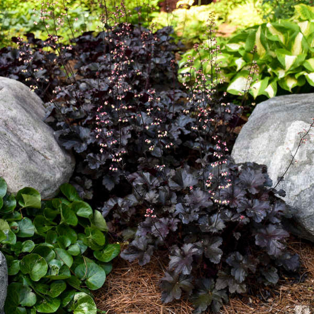 Heuchera Plant Seeds