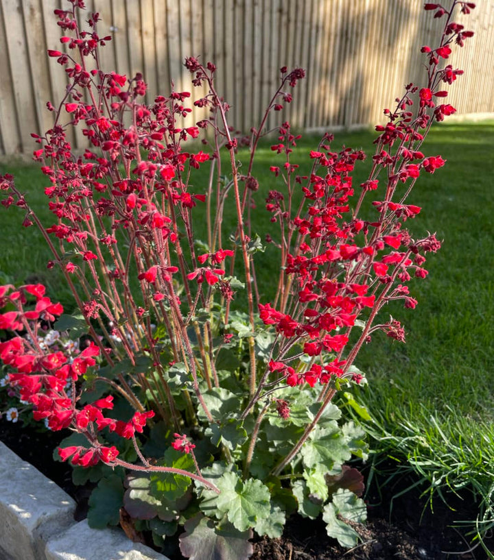 Pink Heuchera Plant Seeds for Planting - Heirloom, NON-GMO Seeds for Beautiful Garden Blooms