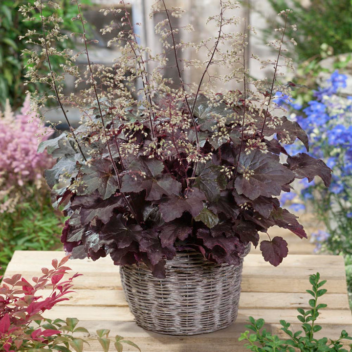 Purple Coral Bell Plant Seeds – Heirloom, Non-GMO Seeds for Planting Colorful Garden Foliage