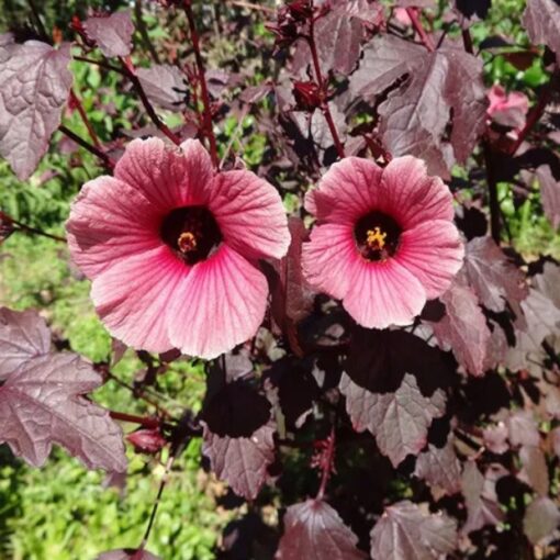 Hibiscus Cranberry Rose Open Pollinated heirloom non-gmo garden seeds