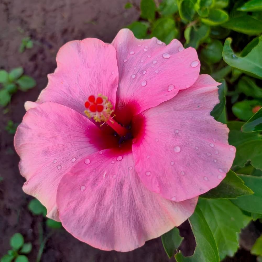 Hibiscus flower pink gray giant seeds for planting in hardy tropical landscapes - Dharaseeds