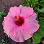 Hibiscus flower pink gray giant seeds for planting in hardy tropical landscapes - Dharaseeds