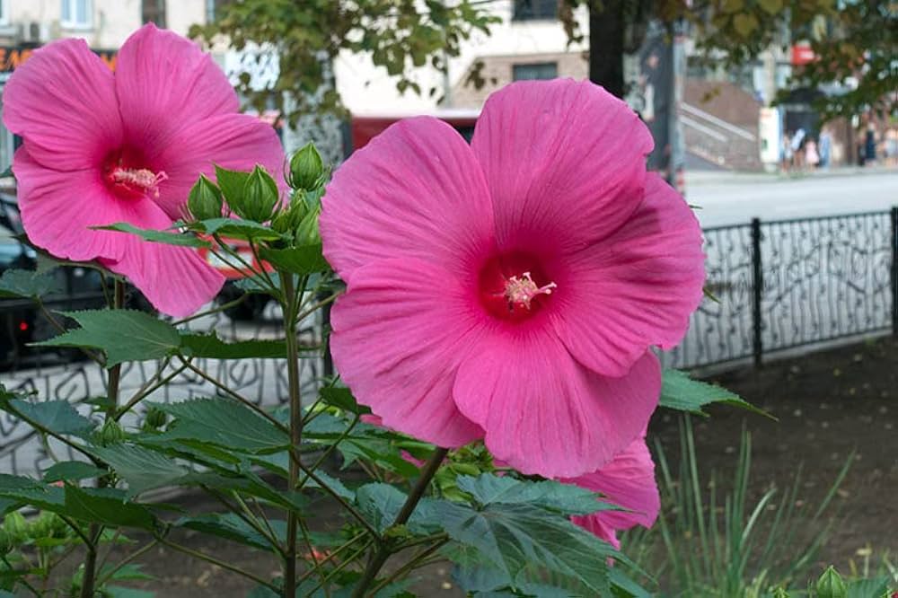 Hibiscus flower pink gray giant seeds for planting in hardy tropical landscapes - Dharaseeds