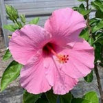 Hibiscus flower pink gray giant seeds for planting in hardy tropical landscapes - Dharaseeds