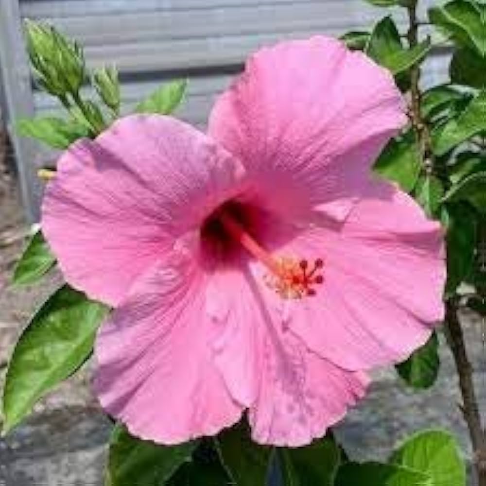 Hibiscus flower pink gray giant seeds for planting in hardy tropical landscapes - Dharaseeds