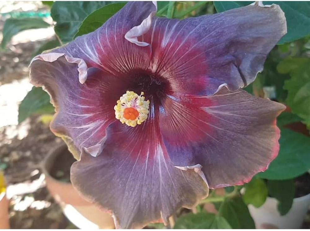 Hibiscus flower white pink purple giant seeds for planting in tropical exotic gardens - Dharaseeds
